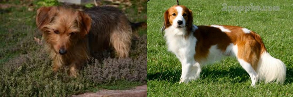 Kooikerhondje vs Dorkie - Breed Comparison