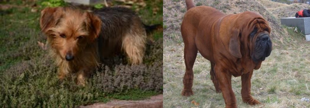 Korean Mastiff vs Dorkie - Breed Comparison