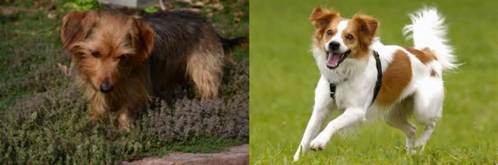 Kromfohrlander vs Dorkie - Breed Comparison