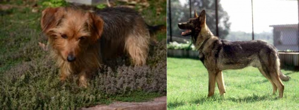 Kunming Dog vs Dorkie - Breed Comparison