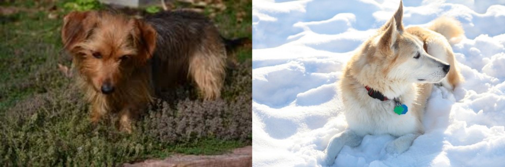 Labrador Husky vs Dorkie - Breed Comparison