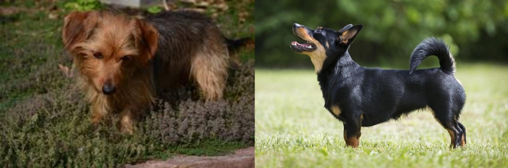 Lancashire Heeler vs Dorkie - Breed Comparison