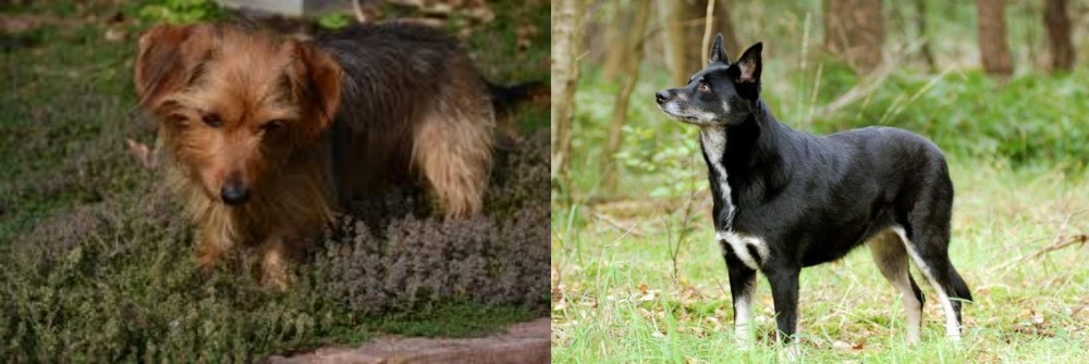 Lapponian Herder vs Dorkie - Breed Comparison
