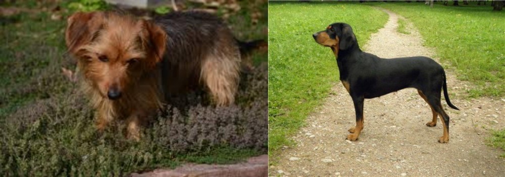 Latvian Hound vs Dorkie - Breed Comparison