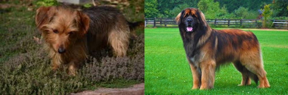 Leonberger vs Dorkie - Breed Comparison