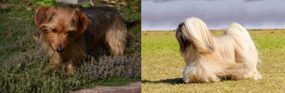 Lhasa Apso vs Dorkie - Breed Comparison