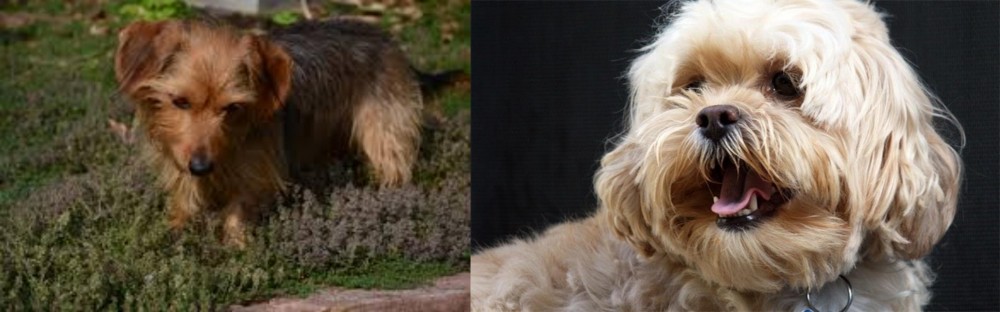 Lhasapoo vs Dorkie - Breed Comparison