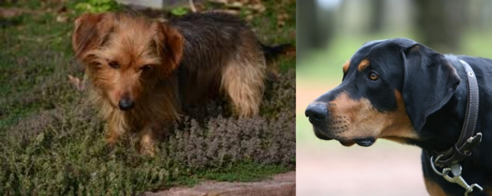 Lithuanian Hound vs Dorkie - Breed Comparison