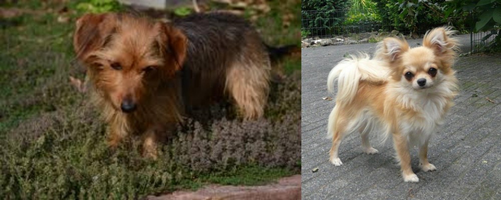 Long Haired Chihuahua vs Dorkie - Breed Comparison