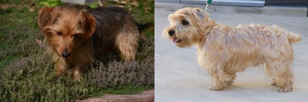 Lucas Terrier vs Dorkie - Breed Comparison