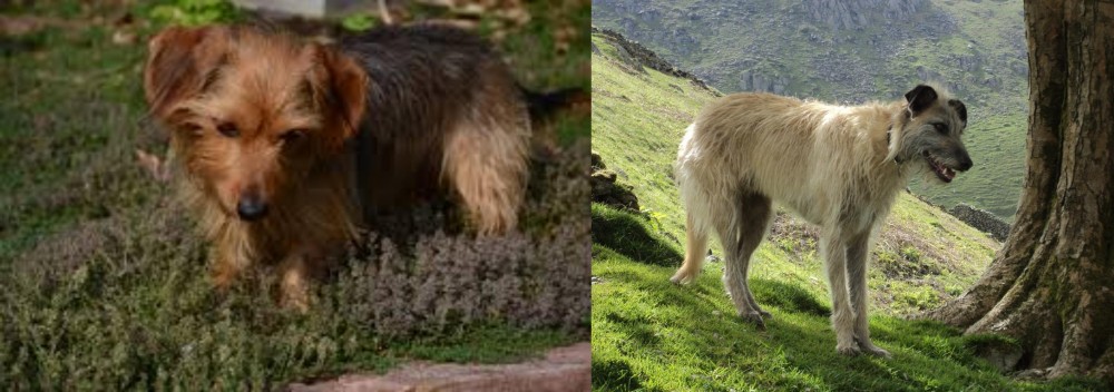 Lurcher vs Dorkie - Breed Comparison