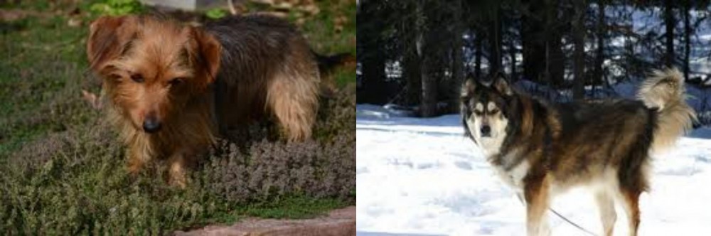 Mackenzie River Husky vs Dorkie - Breed Comparison