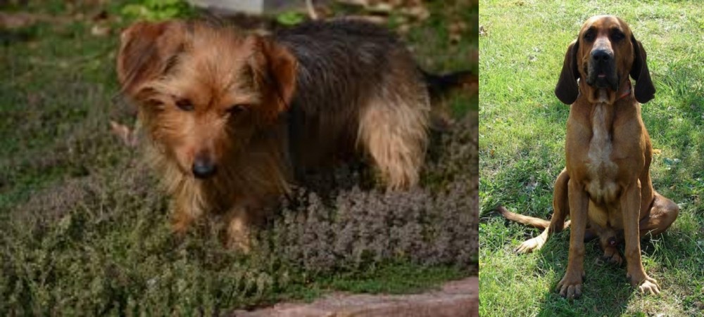 Majestic Tree Hound vs Dorkie - Breed Comparison