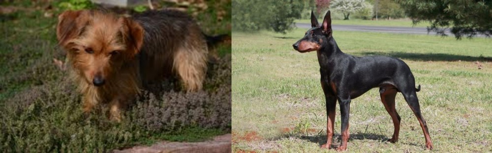 Manchester Terrier vs Dorkie - Breed Comparison