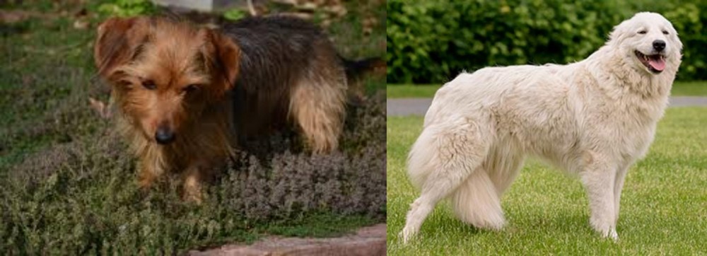 Maremma Sheepdog vs Dorkie - Breed Comparison