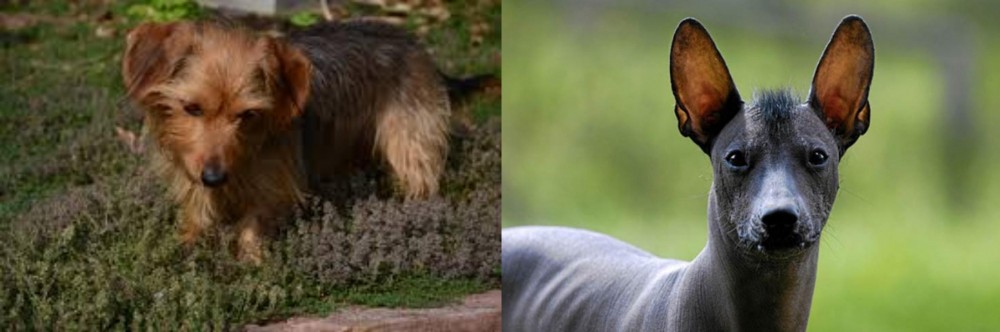 Mexican Hairless vs Dorkie - Breed Comparison