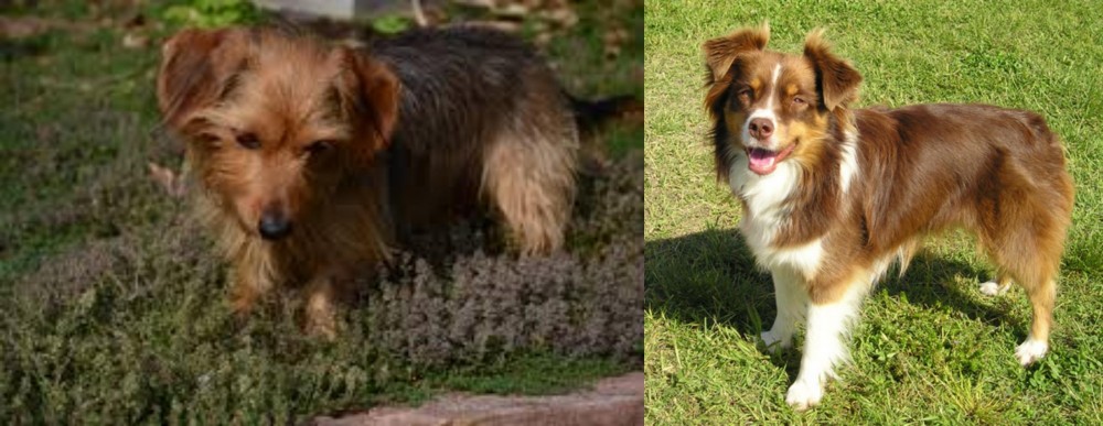 Miniature Australian Shepherd vs Dorkie - Breed Comparison