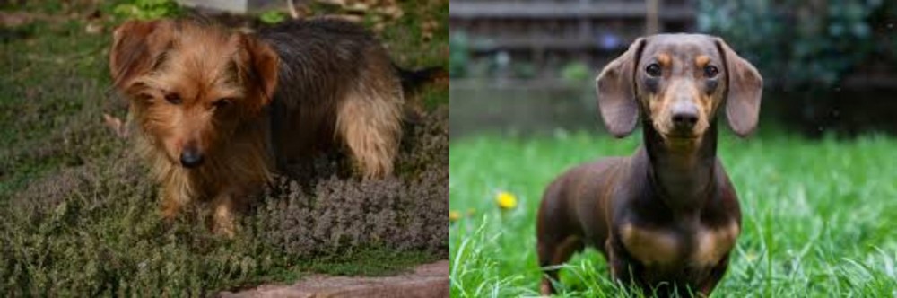 Miniature Dachshund vs Dorkie - Breed Comparison