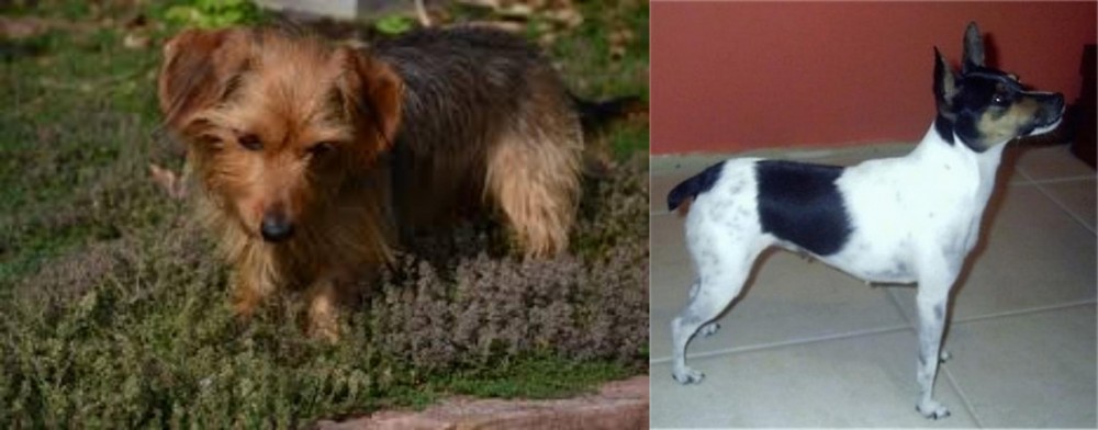 Miniature Fox Terrier vs Dorkie - Breed Comparison