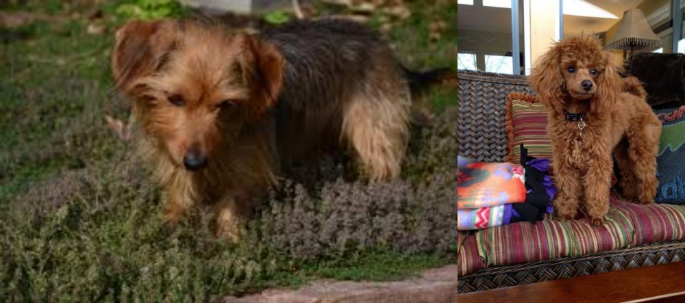 Miniature Poodle vs Dorkie - Breed Comparison