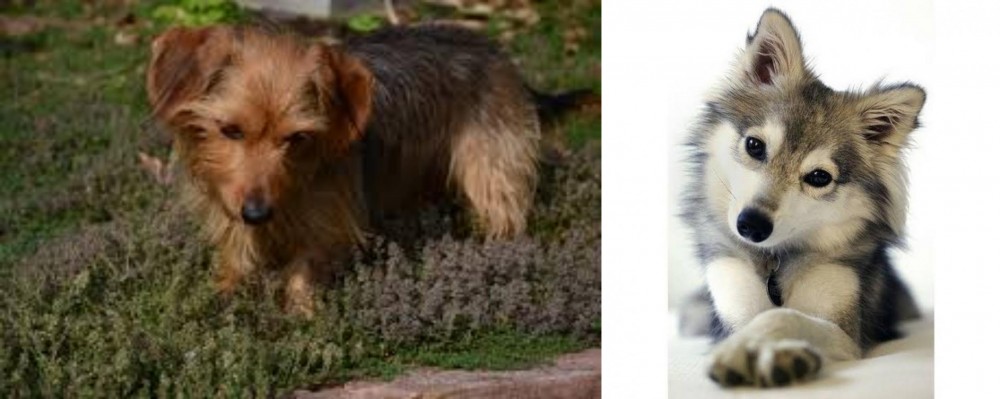 Miniature Siberian Husky vs Dorkie - Breed Comparison