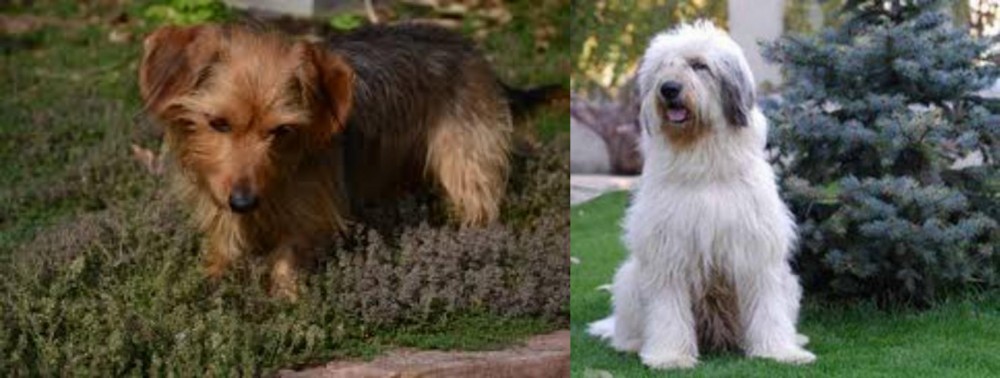 Mioritic Sheepdog vs Dorkie - Breed Comparison