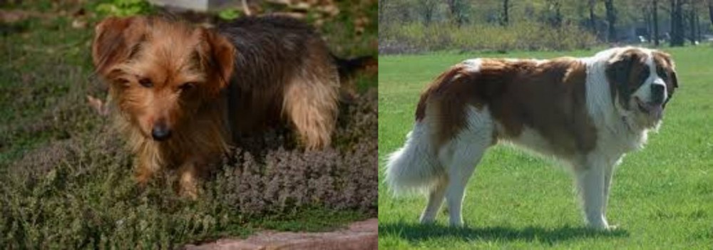 Moscow Watchdog vs Dorkie - Breed Comparison