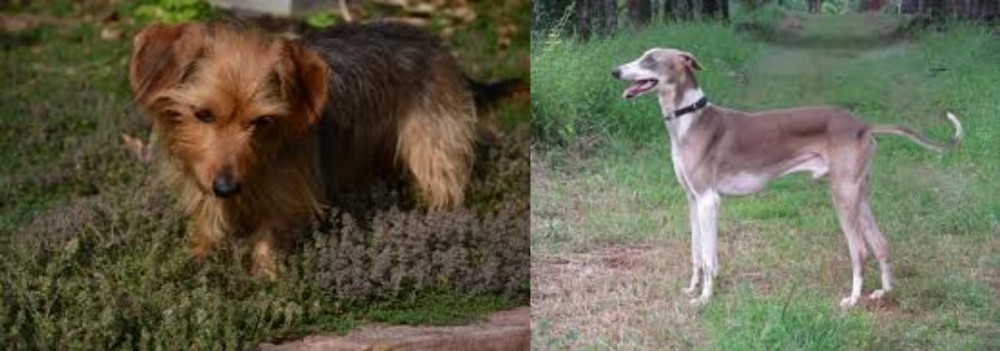Mudhol Hound vs Dorkie - Breed Comparison