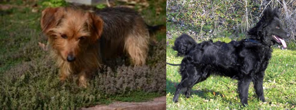 Mudi vs Dorkie - Breed Comparison