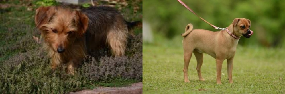 Muggin vs Dorkie - Breed Comparison