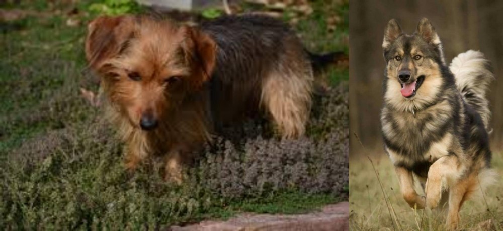 Native American Indian Dog vs Dorkie - Breed Comparison