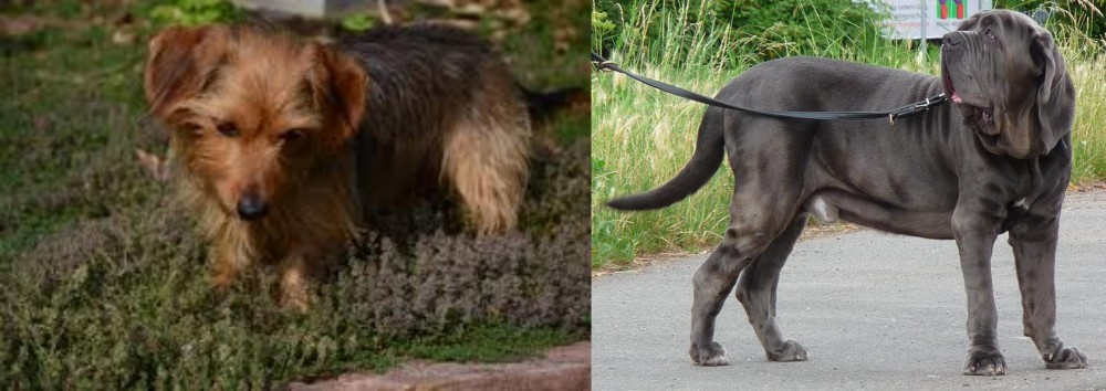 Neapolitan Mastiff vs Dorkie - Breed Comparison