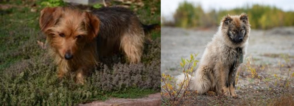 Nenets Herding Laika vs Dorkie - Breed Comparison