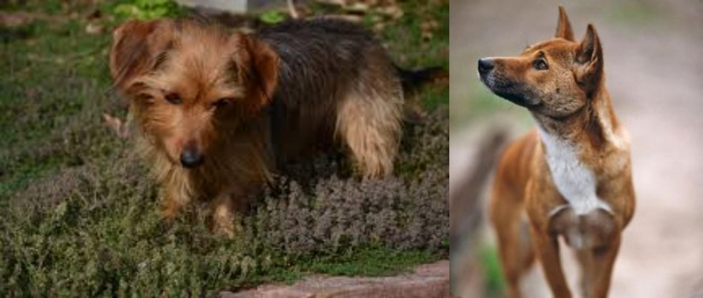 New Guinea Singing Dog vs Dorkie - Breed Comparison