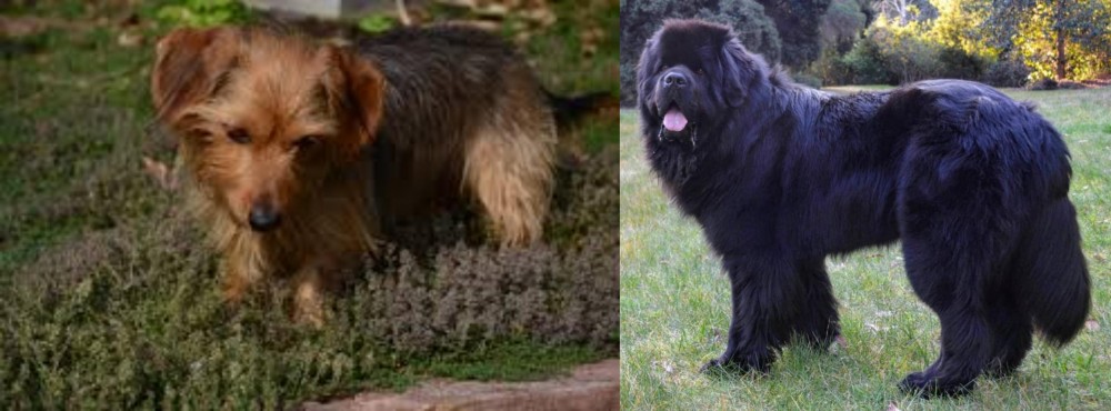 Newfoundland Dog vs Dorkie - Breed Comparison