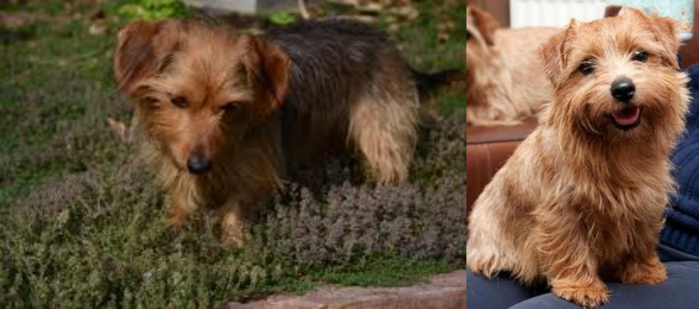 Norfolk Terrier vs Dorkie - Breed Comparison