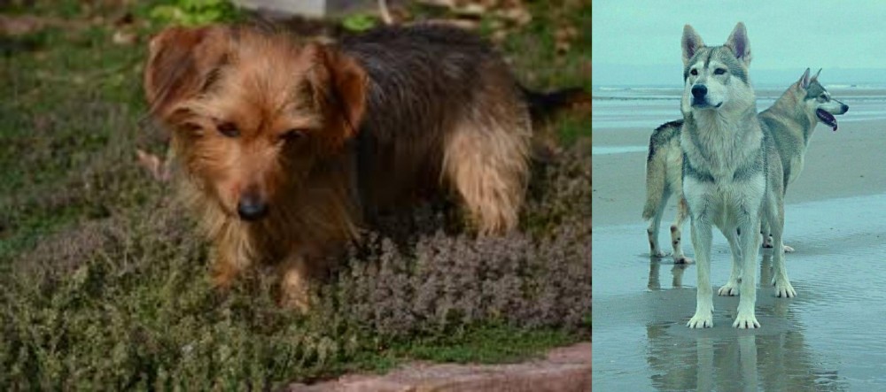 Northern Inuit Dog vs Dorkie - Breed Comparison