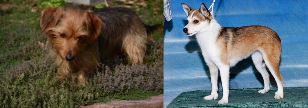 Norwegian Lundehund vs Dorkie - Breed Comparison
