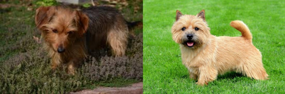 Norwich Terrier vs Dorkie - Breed Comparison