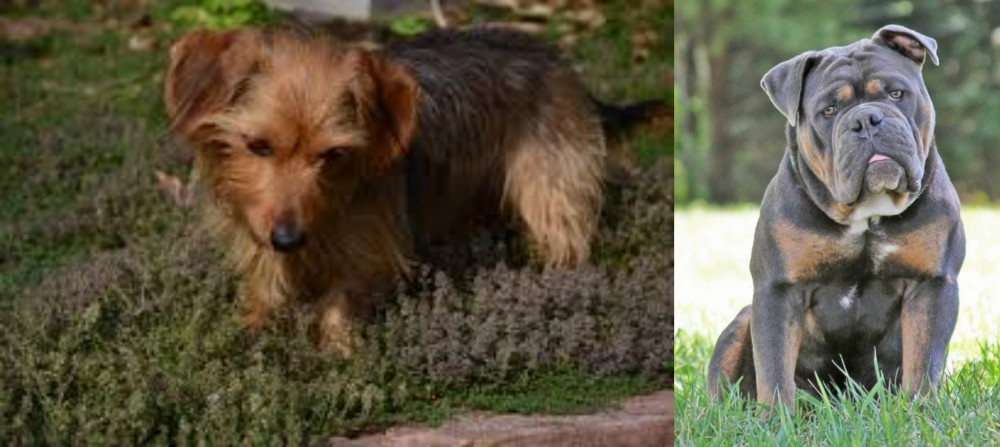 Olde English Bulldogge vs Dorkie - Breed Comparison