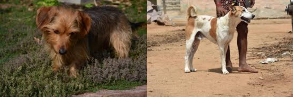 Pandikona vs Dorkie - Breed Comparison