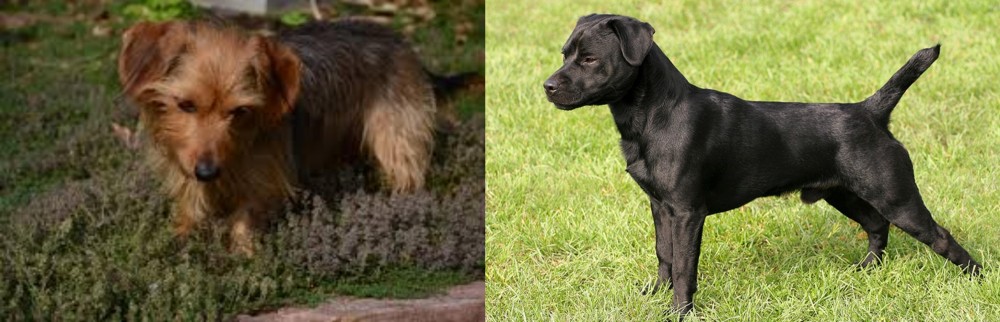 Patterdale Terrier vs Dorkie - Breed Comparison
