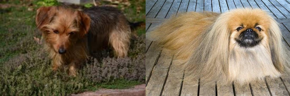 Pekingese vs Dorkie - Breed Comparison