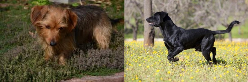 Perro de Pastor Mallorquin vs Dorkie - Breed Comparison