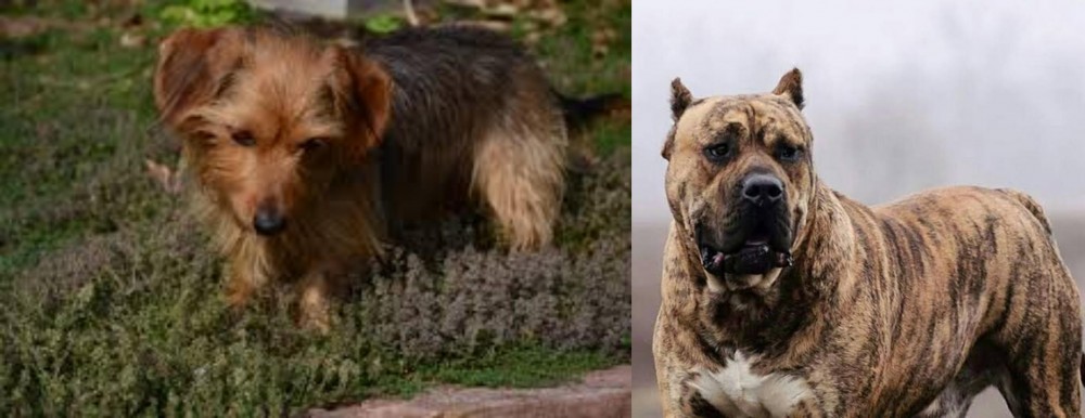 Perro de Presa Canario vs Dorkie - Breed Comparison