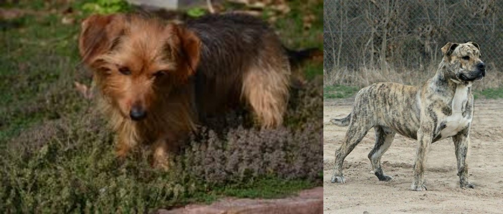Perro de Presa Mallorquin vs Dorkie - Breed Comparison