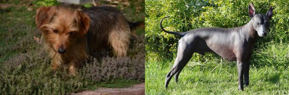 Peruvian Hairless vs Dorkie - Breed Comparison