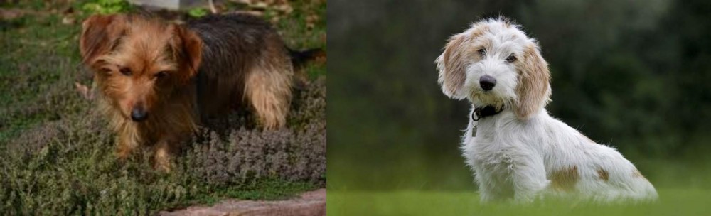Petit Basset Griffon Vendeen vs Dorkie - Breed Comparison