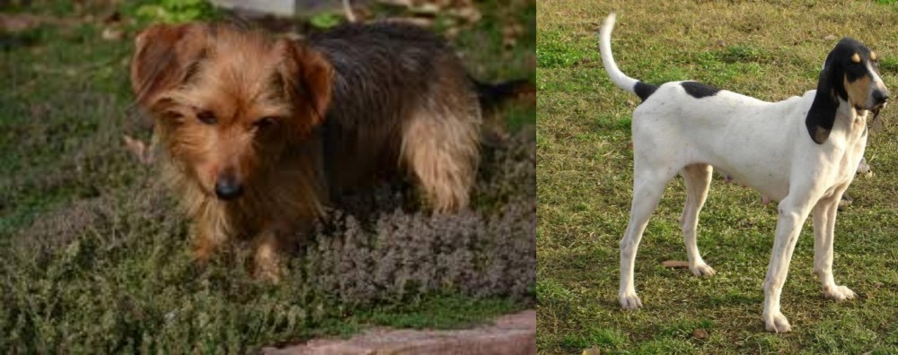 Petit Gascon Saintongeois vs Dorkie - Breed Comparison