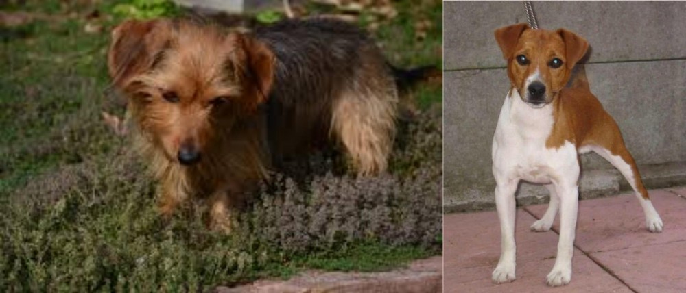 Plummer Terrier vs Dorkie - Breed Comparison
